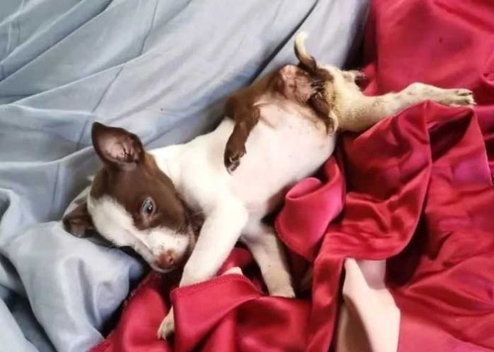 ¡Impresionante! Perra “mutante” nace con 5 patas y 2 colas (FOTOS)