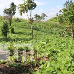 Cosecha de frijoles podría superar los 200 mil quintales en Siuna Cosecha de frijoles podría superar los 200 mil quintales en Siuna