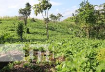 Cosecha de frijoles podría superar los 200 mil quintales en Siuna Cosecha de frijoles podría superar los 200 mil quintales en Siuna