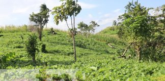 Cosecha de frijoles podría superar los 200 mil quintales en Siuna