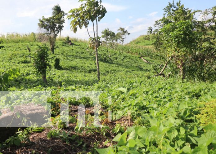 Cosecha de frijoles podría superar los 200 mil quintales en Siuna