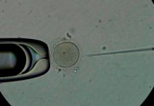 Descubren que el esperma congelado tiene los mismos resultados que el semen fresco Descubren que el esperma congelado tiene los mismos resultados que el semen fresco