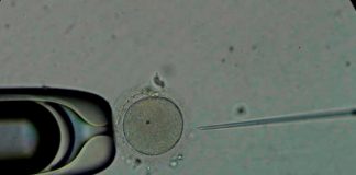 Descubren que el esperma congelado tiene los mismos resultados que el semen fresco