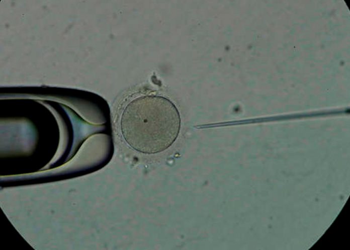 Descubren que el esperma congelado tiene los mismos resultados que el semen fresco