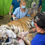 Realizan en Juigalpa el Congreso Internacional de Animales Salvajes y Exóticos