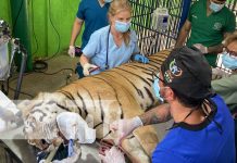 Realizan en Juigalpa el Congreso Internacional de Animales Salvajes y Exóticos Realizan en Juigalpa el Congreso Internacional de Animales Salvajes y Exóticos