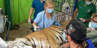 Realizan en Juigalpa el Congreso Internacional de Animales Salvajes y Exóticos