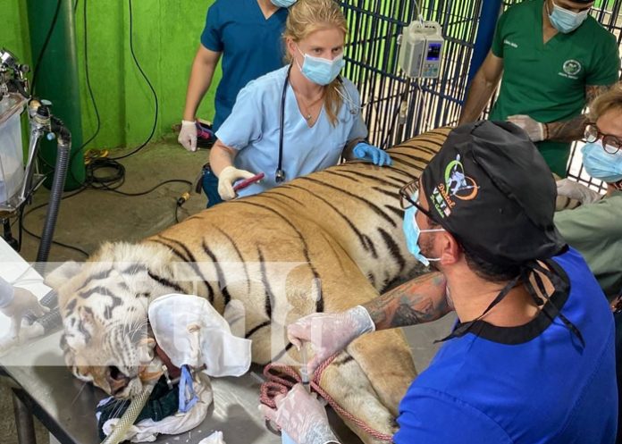 Realizan en Juigalpa el Congreso Internacional de Animales Salvajes y Exóticos