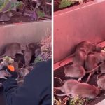 Hombre alimenta ratas en Nueva York y genera debate en redes