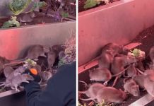 «Qué asco» Hombre es captado alimentando ratas y lo tunden en redes Hombre alimenta ratas en Nueva York y genera debate en redes