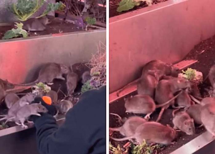 Hombre alimenta ratas en Nueva York y genera debate en redes