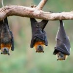 «Internet, mi único dios…» Combate un murciélago con insólito truco "Internet, mi único Dios..." Combate un murciélago con insólito truco