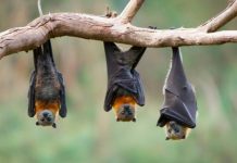«Internet, mi único dios…» Combate un murciélago con insólito truco "Internet, mi único Dios..." Combate un murciélago con insólito truco