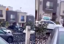 ¿Señal de desastre? Cuervos inundan calles, carros y árboles en Kyoto (Video) ¿Señal de desastre? Cuervos inundan calles, carros y árboles en Kyoto (Video)