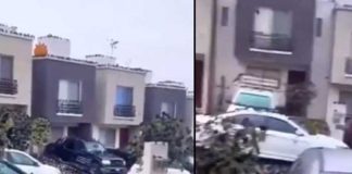 ¿Señal de desastre? Cuervos inundan calles, carros y árboles en Kyoto (Video)