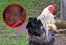 Niña es viral por llevar una gallina a clases por una confusión (Video) Niña es viral por llevar una gallina a clases por una confusión (Video)