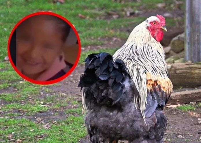 Niña es viral por llevar una gallina a clases por una confusión (Video)
