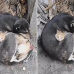 Viral: Un gato y un perro abrazados luego del terremoto en Turquía Viral: Un gato y un perro abrazados luego del terremoto en Turquía