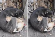 Viral: Un gato y un perro abrazados luego del terremoto en Turquía Viral: Un gato y un perro abrazados luego del terremoto en Turquía