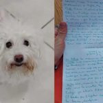 «Te amo Sofía» Perrita de 13 años fue abandonada con una desgarradora carta Perra de 13 años es abandonada con una carta
