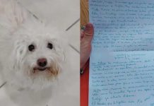 «Te amo Sofía» Perrita de 13 años fue abandonada con una desgarradora carta Perra de 13 años es abandonada con una carta