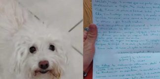 Perra de 13 años es abandonada con una carta
