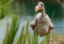 Científicos planean revivir al “Dodo”, un animal extinto hace cientos de años Científicos planean revivir al “Dodo”, un animal extinto hace cientos de años