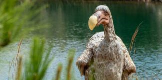 Científicos planean revivir al “Dodo”, un animal extinto hace cientos de años