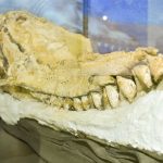 Científicos encuentran el “fósil mejor preservado” del cachalote en Perú Científicos encuentran el “fósil mejor preservado” del cachalote en Perú