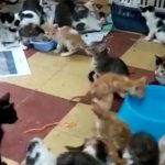 Hallan en Vietnam 2 mil gatos muertos destinados a la medicina tradicional Hallan en Vietnam 2.000 gatos muertos destinados a la medicina tradicional