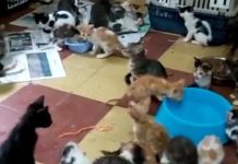 Hallan en Vietnam 2.000 gatos muertos destinados a la medicina tradicional