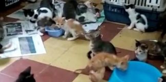 Hallan en Vietnam 2.000 gatos muertos destinados a la medicina tradicional