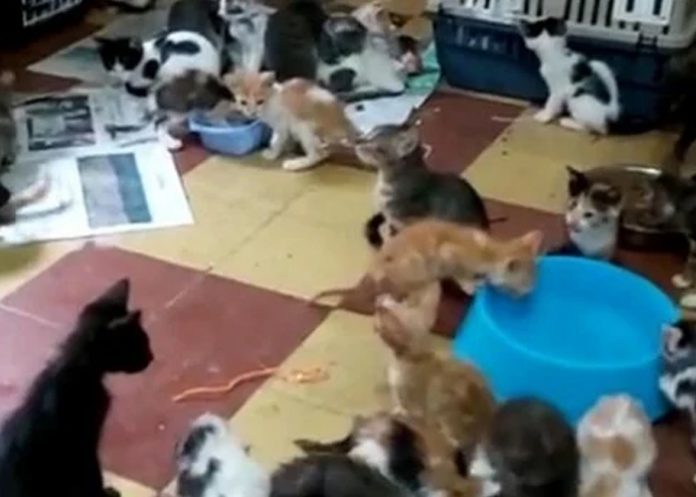 Hallan en Vietnam 2.000 gatos muertos destinados a la medicina tradicional