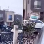 Explican "señal" de los cuervos luego de su raro comportamiento en Japón