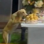 “Unos a la bulla y otros a la cabuya”: Perro roba comida de una boda “Unos a la bulla y otros a la cabuya”: Perro roba comida de una boda