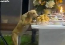 “Unos a la bulla y otros a la cabuya”: Perro roba comida de una boda