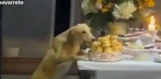 “Unos a la bulla y otros a la cabuya”: Perro roba comida de una boda