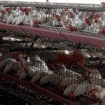 Argentina presenta el segundo caso de gripe aviar en Córdoba