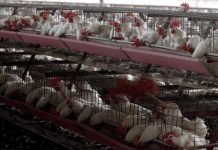 Argentina presenta el segundo caso de gripe aviar en Córdoba Argentina presenta el segundo caso de gripe aviar en Córdoba