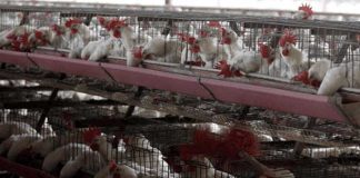 Argentina presenta el segundo caso de gripe aviar en Córdoba