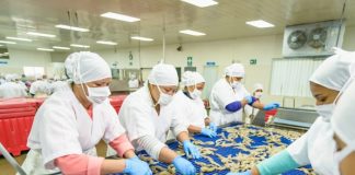 Foto: Amplio gusto económico de camaronicultura en la empresa Sahlman Seafoods / Cortesía