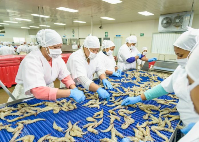 Foto: Amplio gusto económico de camaronicultura en la empresa Sahlman Seafoods / Cortesía