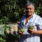 Pequeño productor protagonista del MEFCCA sobresale en el municipio de Diriomo Foto: Pequeño productor protagonista del MEFCCA sobresale en el municipio de Diriomo / TN8