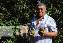 Pequeño productor protagonista del MEFCCA sobresale en el municipio de Diriomo Foto: Pequeño productor protagonista del MEFCCA sobresale en el municipio de Diriomo / TN8