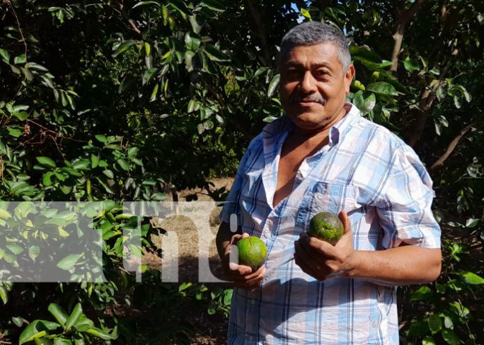 Foto: Pequeño productor protagonista del MEFCCA sobresale en el municipio de Diriomo / TN8