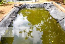 MEFCCA promueve construcción de estanques de cultivo de tilapias en Diriomo Foto: MEFCCA promueve construcción de estanques de cultivo de tilapias en Diriomo / TN8