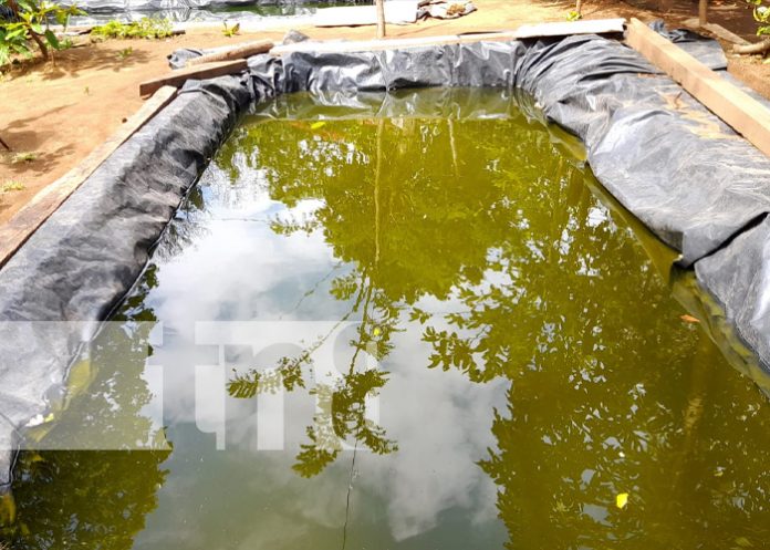 Foto: MEFCCA promueve construcción de estanques de cultivo de tilapias en Diriomo / TN8