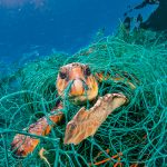 Hallan a tres tortugas vivas atrapadas en redes de pesca en El Salvador