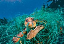 Hallan a tres tortugas vivas atrapadas en redes de pesca en El Salvador Hallan a tres tortugas vivas atrapadas en redes de pesca en El Salvador