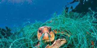 Hallan a tres tortugas vivas atrapadas en redes de pesca en El Salvador